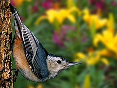 White-breasted Nuthatch, Louisville, Kentucky